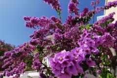 Appartements Mark Apartment 1 – Ap1 foto 3