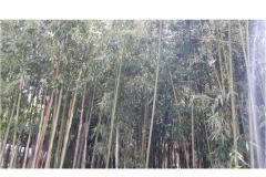 Ferienwohnungen &amp; rooms  Raspor Zimmer 2 – soba 0 foto 3