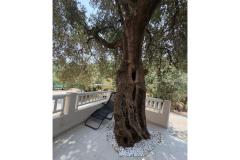 Old Fisherman*s Haus with balcony  Apartment 2 – Olive tree foto 2