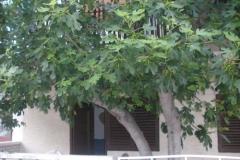 Appartements  Smokva   Zimmer 3 – Maslina foto 5