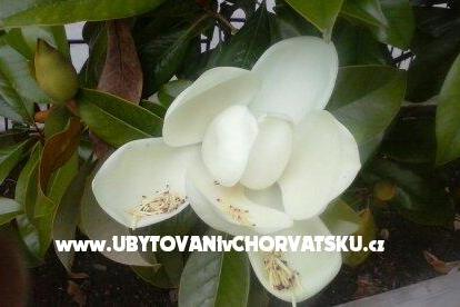 Appartements Magnolija Biograd Kroatien