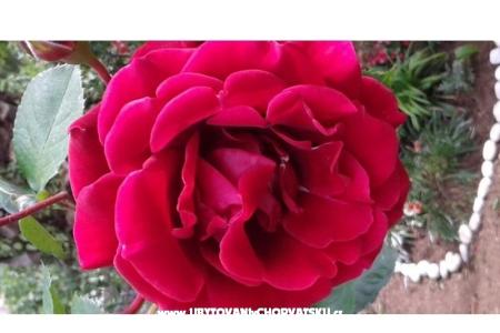 Haus Gardenia foto 2