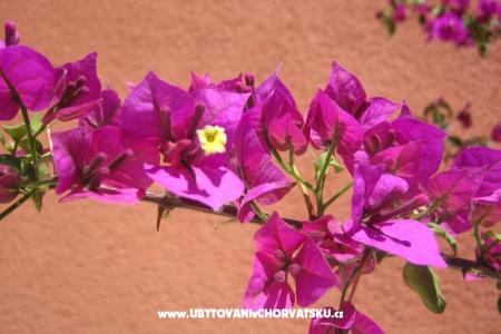 Ferienwohnungen Kovacika foto 4