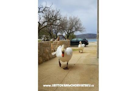 Appartements Tomic foto 4