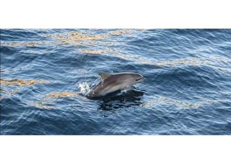 Appartements Marin Pula Kroatien