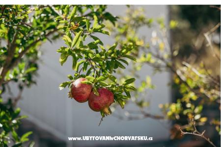 Ferienwohnungen Vidović foto 4
