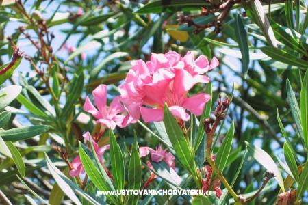 Apartment Mira foto 5