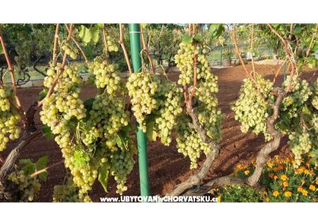 Colić Appartements  foto 3