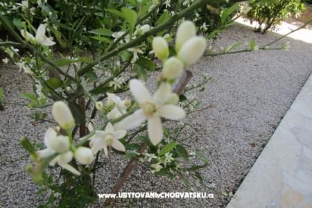 Appartements Kokor foto 5