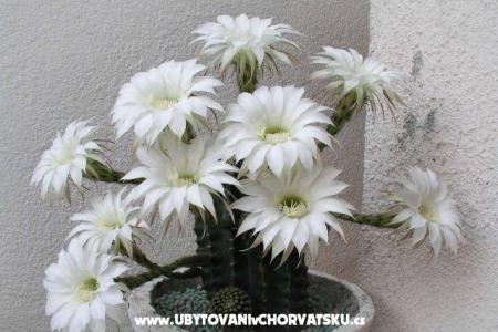 Appartements LM foto 3