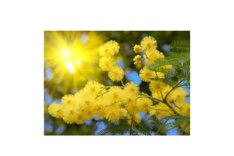 Ferienwohnungen Mimoza – foto 11