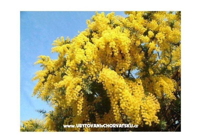 Ferienwohnungen Mimoza – foto 12