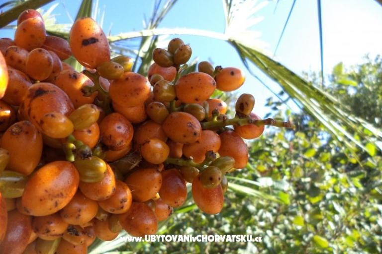 Ferienwohnungen Lolinka Bibinje – foto 18