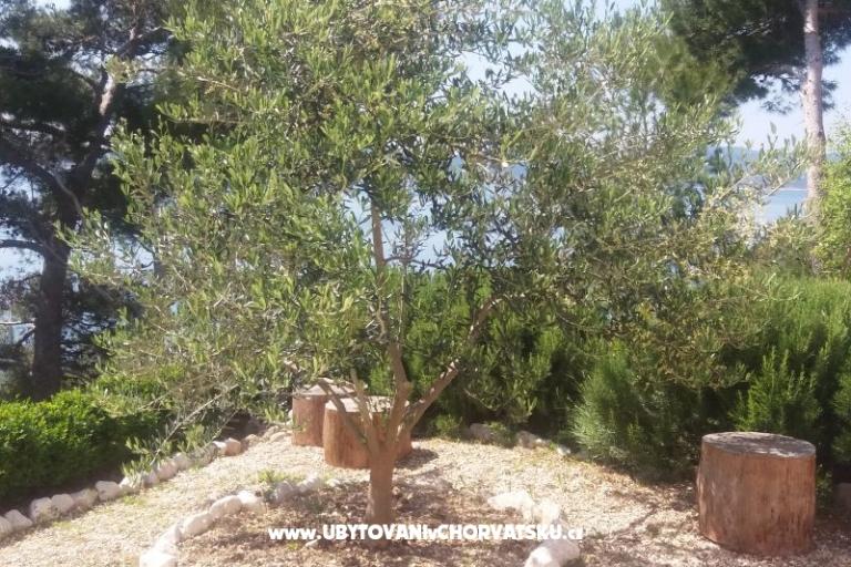 Appartements Vesna  - Brela – foto 5