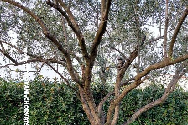 Ferienhaus - Apartment Milka – foto 16