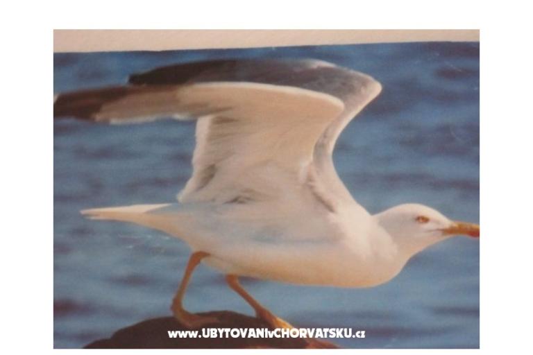 Ferienwohnungen Pedišić – foto 17