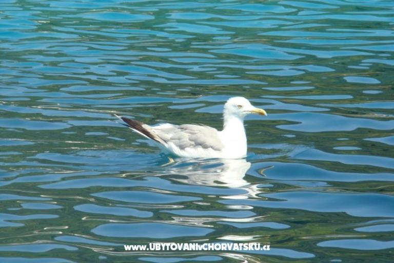 Ferienwohnungen Ivee – foto 8