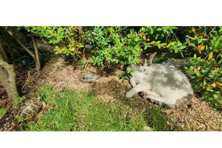 Appartement Toth – foto 8