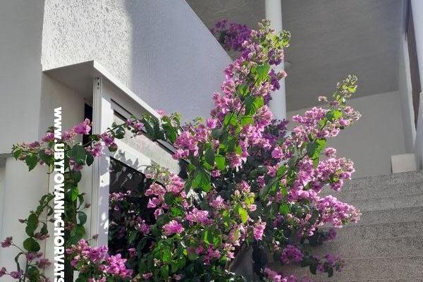 Zimmers Katja Gradac center – foto 18