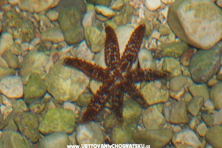 Appartements Anja – foto 11