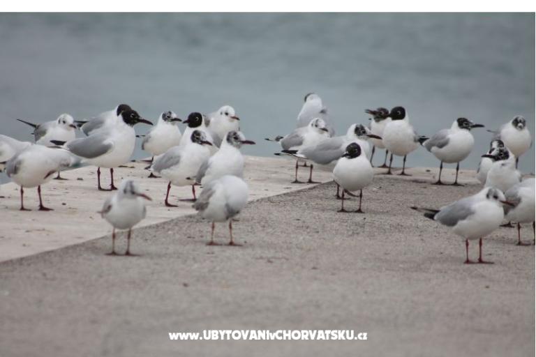 Ferienwohnungen Ante i Anita – foto 17