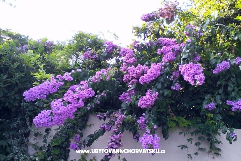 Ferienwohnungen Bugenvilla – foto 10