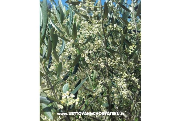 Appartements Alfijo – foto 12