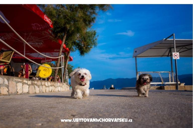 AG Komarna | Pelješac B. Ferienwohnungen – foto 5
