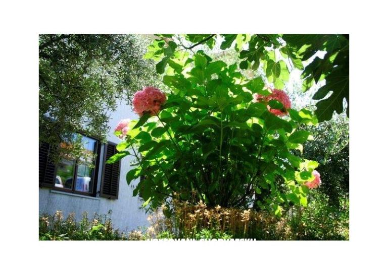 Appartements Krk-Hydrangea – foto 13