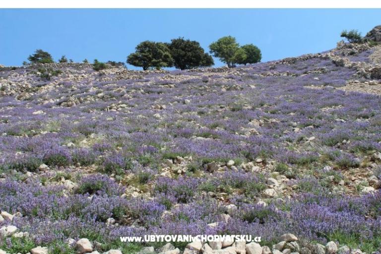 Ferienwohnungen Capic – foto 12