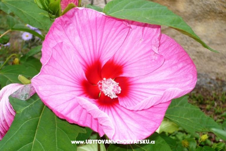 Ferienwohnungen Zana – foto 21