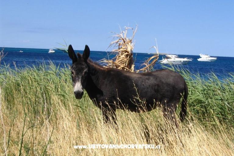 Big &amp; Small Konoba – foto 5