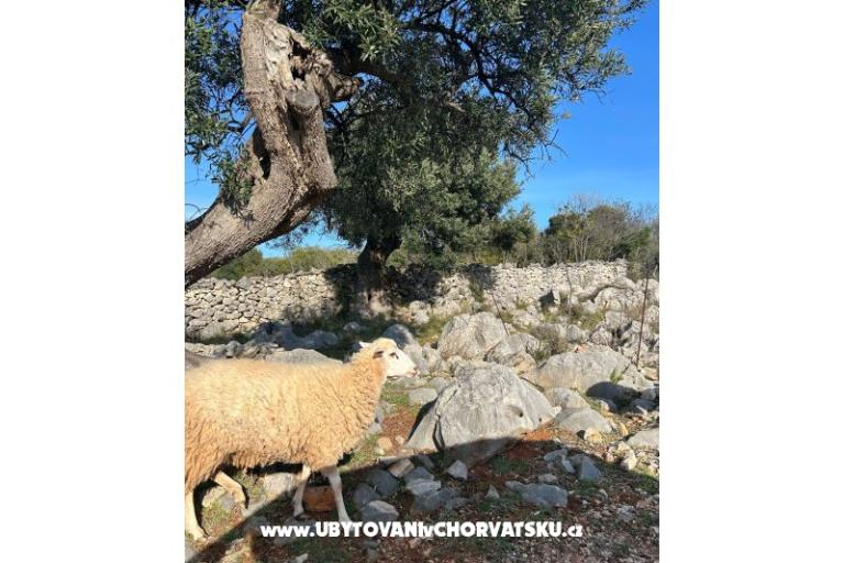 Appartements Šegota – foto 10