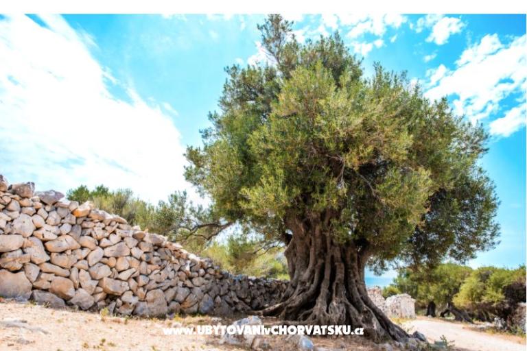 Appartements Šegota – foto 11