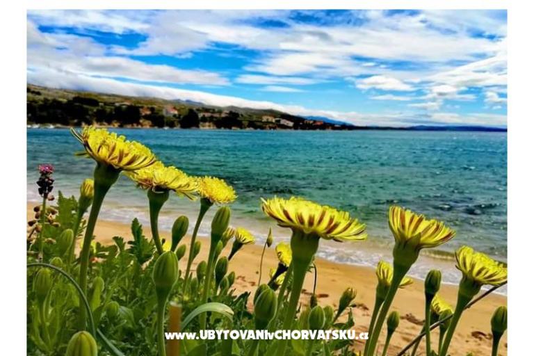 Appartements Marijana Mandre – foto 20