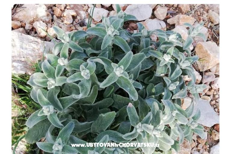 Appartements Marijana Mandre – foto 21