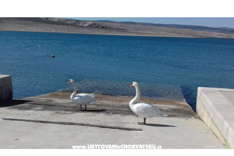 Apartment Maja – foto 18