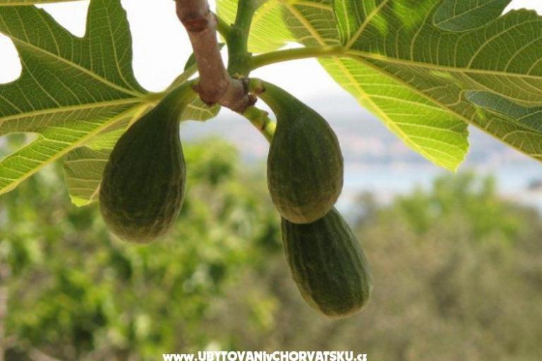 Appartements Villa Iva – foto 9