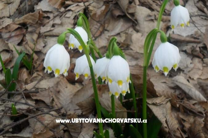 Ferienwohnungen Marija – foto 14