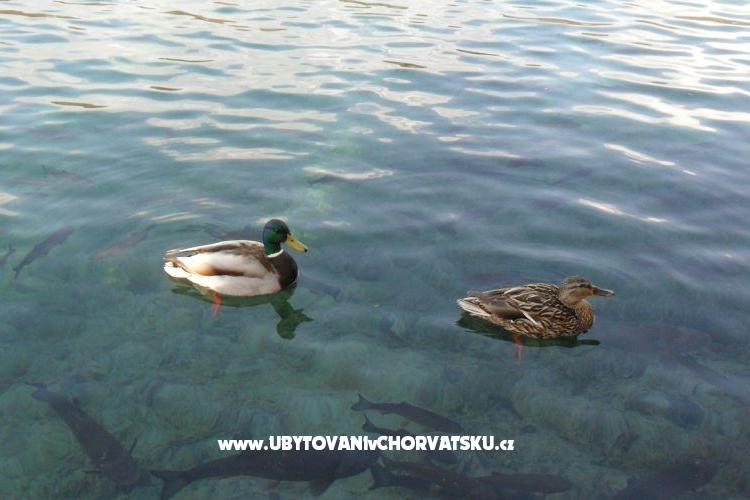 Ferienwohnungen Marija – foto 16