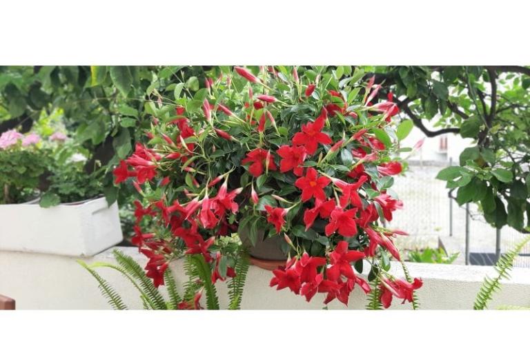 Appartements Mila – foto 9