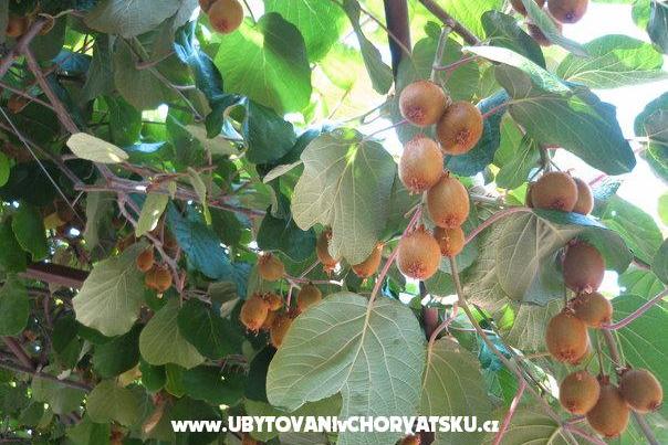 Appartements Milanović  Poreč – foto 15