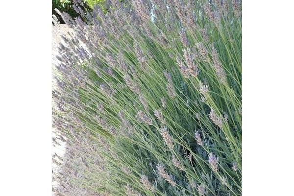 Ferienwohnungen Jambrovic – foto 21