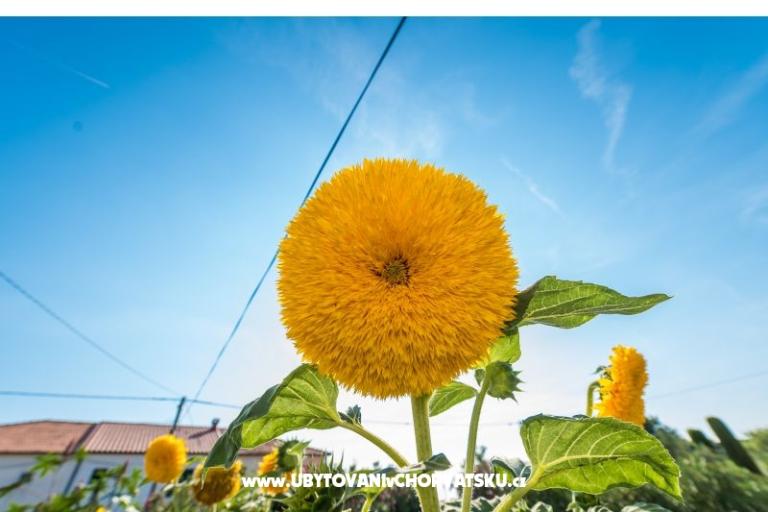 Ferienwohnungen Loznica – foto 14