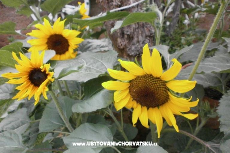 Ferienwohnungen Loznica – foto 15