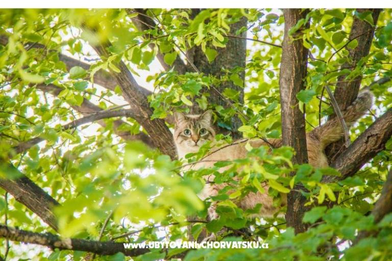 Apartment Bartolovo – foto 11