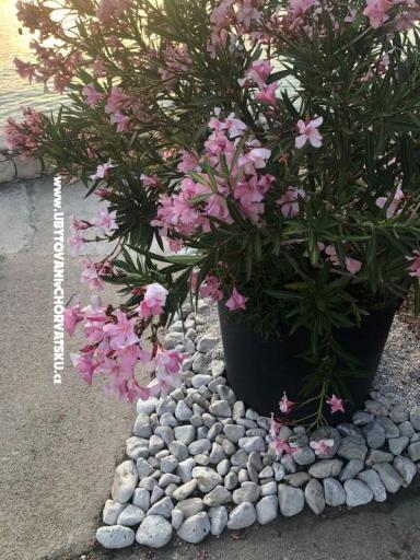 Appartements Ruža – foto 28