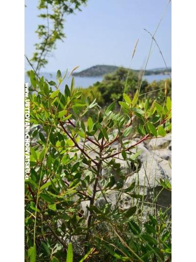 Holiday Ferienwohnungen Lucic – foto 100
