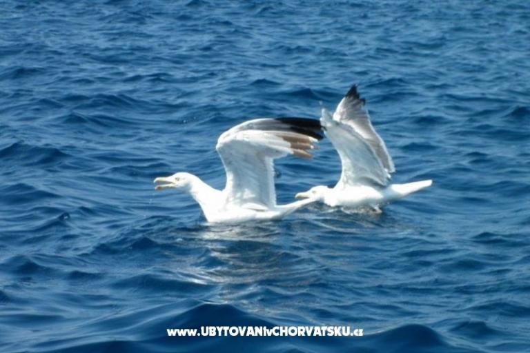 Apartment Mendula – foto 12