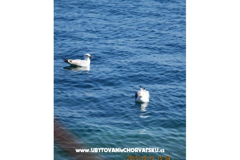 Colić Appartements  – foto 16